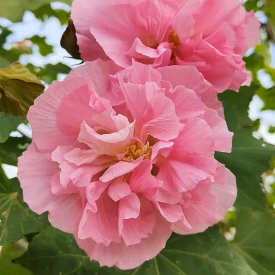 1 кг семян деревьев разного цвета, семена Hibiscus mutabilis для посева