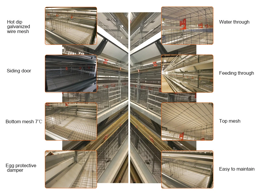 Agriculture Poultry Farm Equipment for Chicken/Broiler/Breeder/Livestock