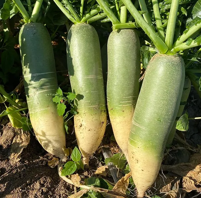 Fast Growth and Strong Disease Resistance Green Radish Seeds