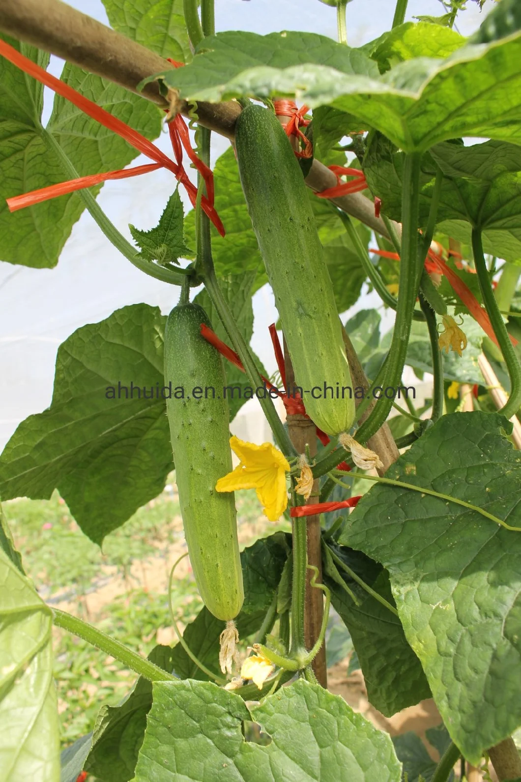 HD White Skin Cucumber Seeds for Sowing