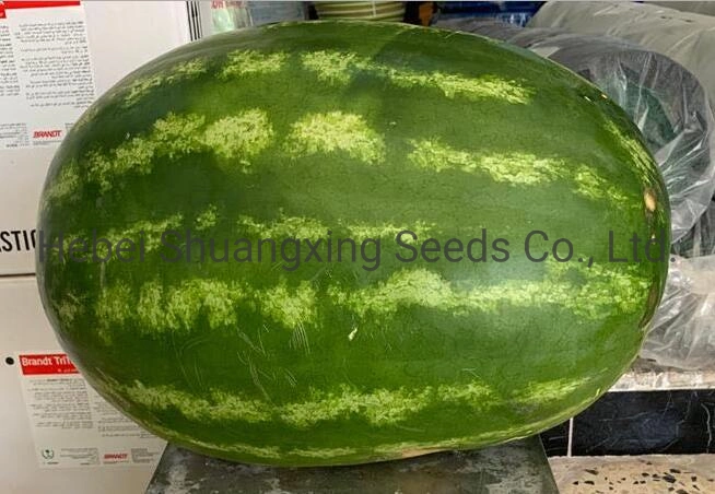 Crimson Hybrid Watermelon Seeds Vegetable Seed for Sowing