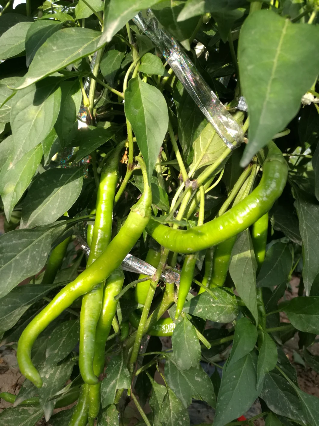 HD Capsicum Yellow-Green Color Long Chili Pepper Seeds