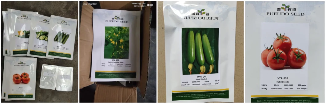 Hybird F1 Yellow Sweet Pepper Seeds for Greenhouse
