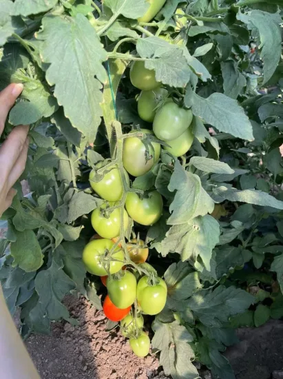 Крупные овальные детерминантные гибридные семена томатов, семена овощей для посева.