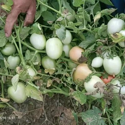 Термостойкая большая овальная форма определяет гибридные семена томатов, семена овощей для посадки.