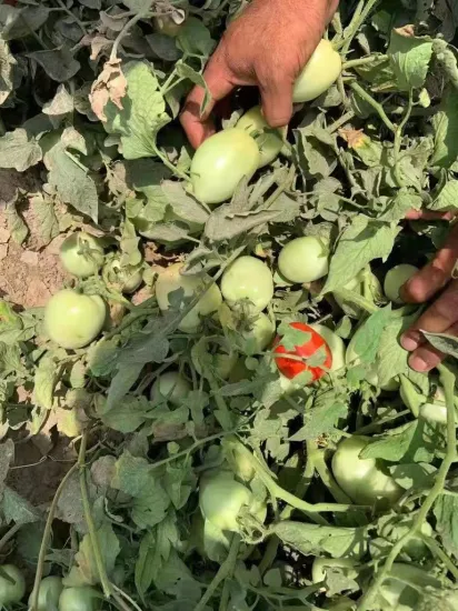Df12 большой размер овальной формы определенные гибридные семена томатов семена овощей для продажи с возможностью горячей замены