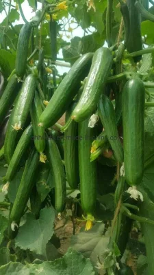 Семена огурцов HD Cucumis Green Beauty Длинные на посев