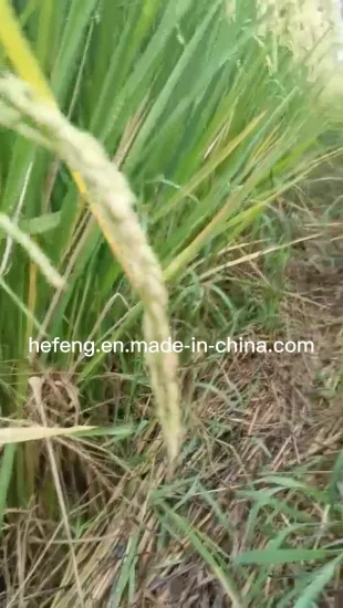 Семена риса – две линии – лучшая жароустойчивость