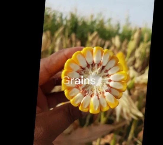 Кукуруза на высокоурожайное зерно с жароустойчивыми семенами