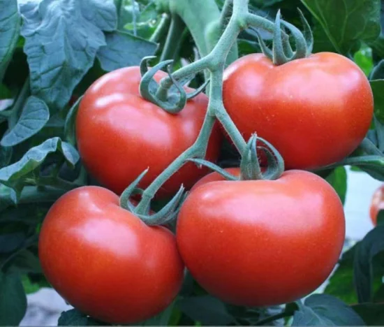 Индетерминантные высококачественные семена гибридных овощей Solanum Lycopersicum.