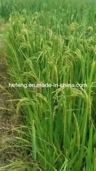 Рис/семена риса для посева с высокой урожайностью