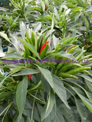 Гибрид F1 Red Cluster Pepper Chili Seeds Семена овощей для выращивания-Sky King Star № 2
